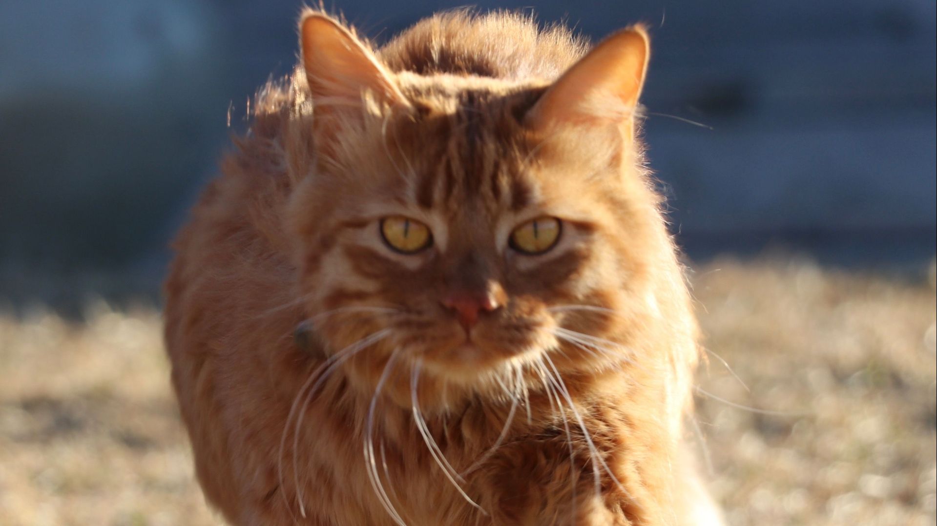 КАЗАЧЬИ СКАЗКИ: "Кот Гриша" смотреть онлайн