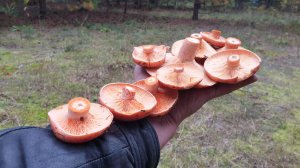 РЫЖЕЗОНТИКОВОЕ СЧАСТЬЕ ! РЫЖИКИ И ЗОНТИКИ ПОШЛИ В РОСТ !