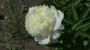 Пион  Laura Dessert