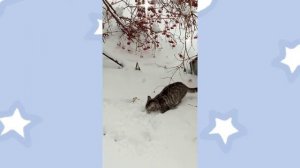 Зимняя сказка