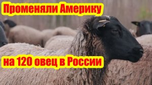 Тяжёлый выбор - 120 овец в России или Америка?