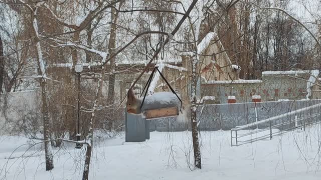 Наглая белка. Белочка и кормушка. Забавная белочка. Зима 2026 смотреть онлайн