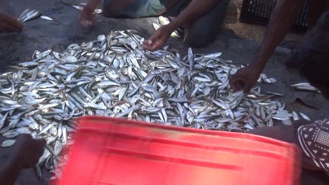 Шри Ланка. Рыбаки и улов смотреть онлайн