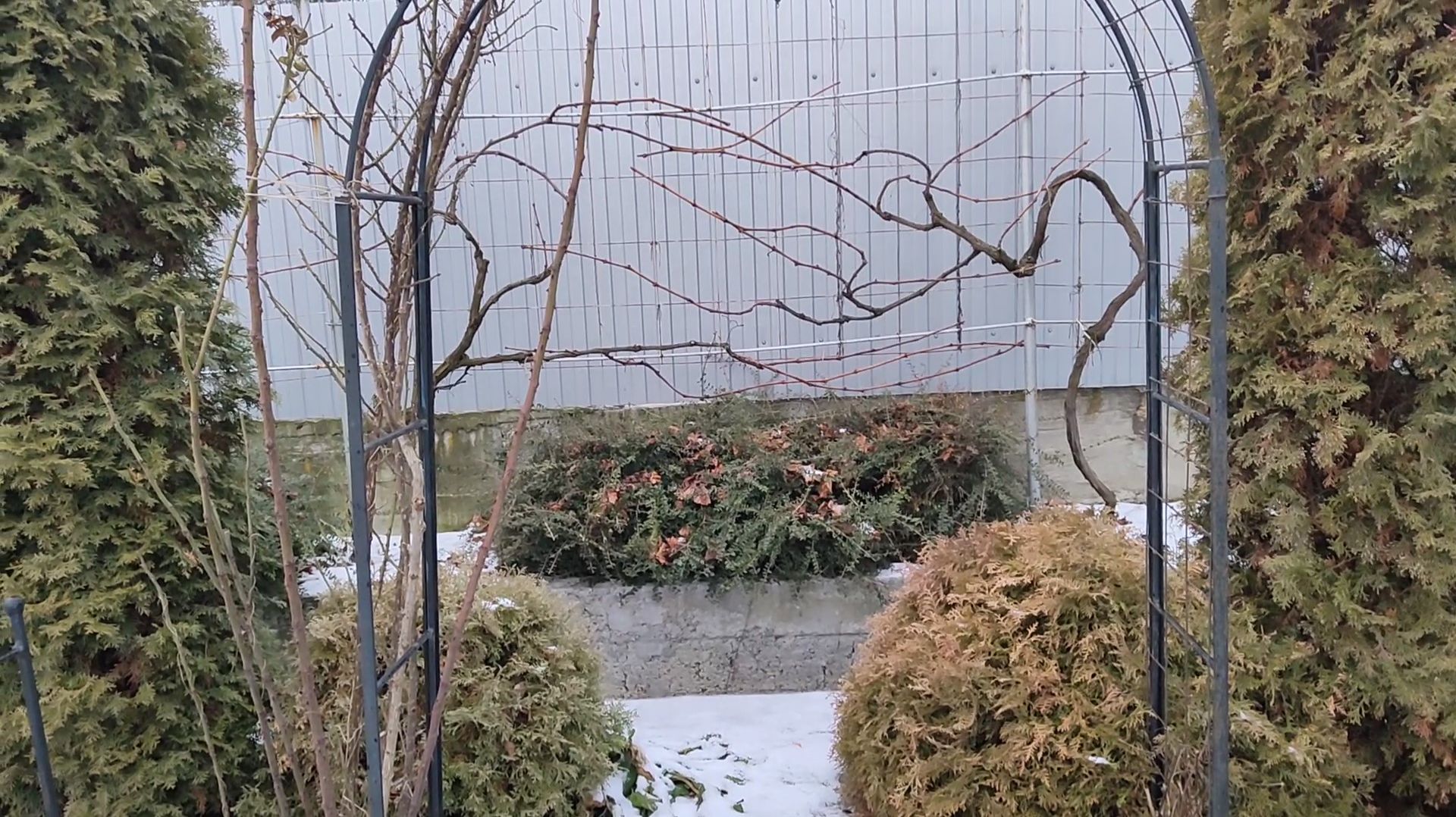 Обрезка винограда в южном саду 24.01.2026 г. Пятигорск. смотреть онлайн