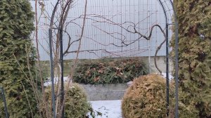 Обрезка винограда в южном саду 24.01.2026 г. Пятигорск.