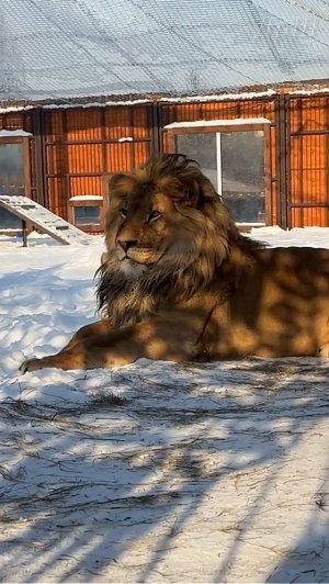 Лев ШЕРХАН.  Разговор с опекуном. #шерхан_тайган #шерхан #лев #lion #animals #юмор #zoo #shortvideo