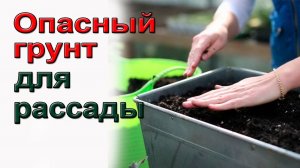 Опасный грунт для рассады