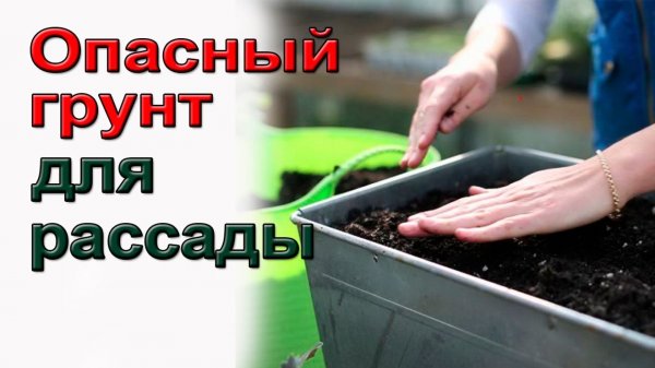 Опасный грунт для рассады