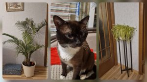 У мамы в гостях. Бюджетный ремонт, стоимость.  Мои новые жители)