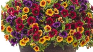 Калибрахоа ампельная новинка для моего цветника