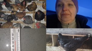 Вести из курятника.Похолодало.