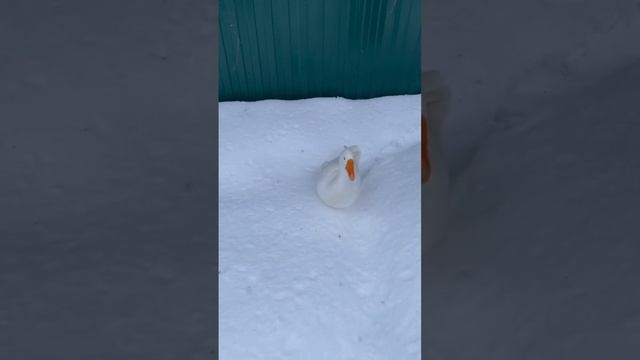 смешные животные.mp4 смотреть онлайн