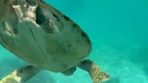 Морская черепашка