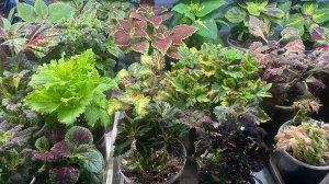 Колеусы пошли в рост. Обзор. Колеусам из семян месяц.