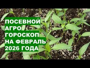 Февраль 2026: Благоприятные Дни Для Посева Семян Овощей и Цветов?!