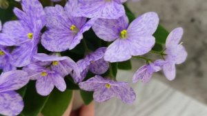 Фиалка трейлер ГЕА-Весёлый Клоун