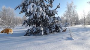 Охота на тетерева зимой. Безжалостный конкурент.