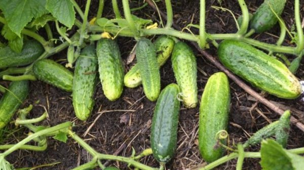 Только эти огурцы посажу в 2026 году! Самые урожайные сорта огурцов
