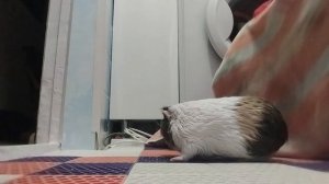 Купаем Фросюшку влог😜🤪😋