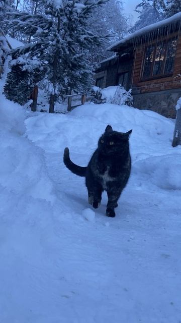 Важный котейка !