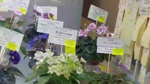 24.01.2025.Москва.Выставка фиалок в Доме фиалок.