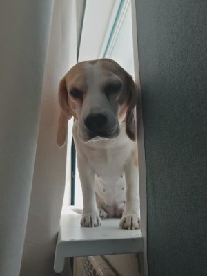 Охотничья подруга