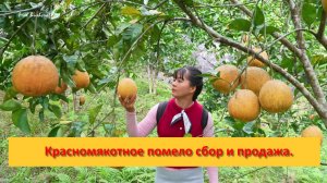 Ферма Бушкрафт в Пханге. Вьетнам. Красномякотное помело сбор и продажа.