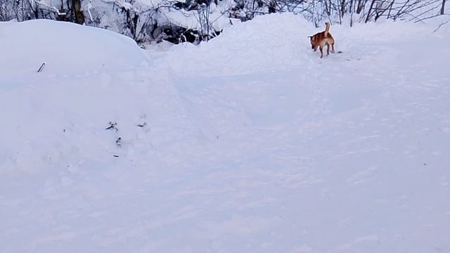 Сериал Пёс 178 срия 1 сезон смотреть онлайн