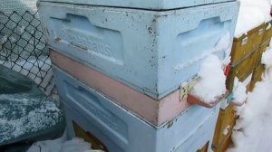 январь, контроль зимовки, улей без осмотров , минус 17 на улице, 24.01.2026