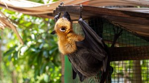 Летучая лисица