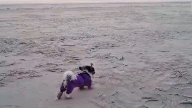 Кузя на прогулке