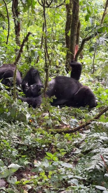 Нам повезло. Спустившись с высокого холма в низину, мы почти сразу встретили группу горилл