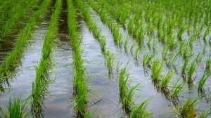 Фермеры Казахстана готовятся к летней засухе. Ожидается нехватка воды для полива