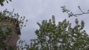 Молодые всё лучше начинают играть. Бойные голуби.