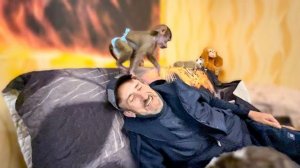 Люська с Милашкой делят сладкие вафельки, Ангелина не знает кого спасать, котёнка или обои)))