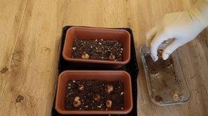 Посадка Крокусов дома