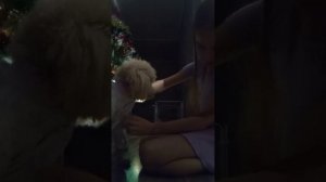 пуделинае  царство №2