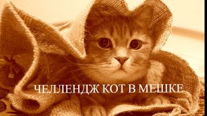 Челлендж Кот в мешке Январь 2026