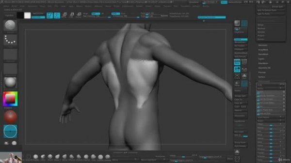 Creating the Dorsum and triceps based on masks.