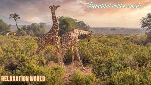 Beautiful wild animals and relaxation music #music #travel #animals #wildlife #relaxing