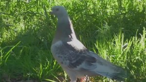 Турецкий голубь на посадке. Бойные голуби