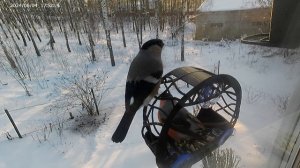 Одинокий жрун