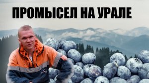 Таежный промысел. Собираем урожай. Жизнь в деревне.