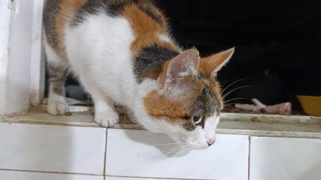 Пришла в гости смотреть онлайн