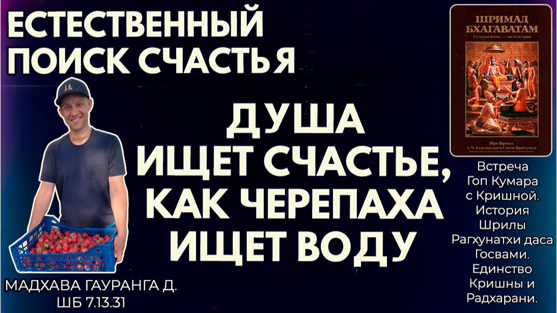 Естественный поиск счастья. Душа ищет счастье, как черепаха ищет воду. Мадхава Гауранга. ШБ 7.13.31