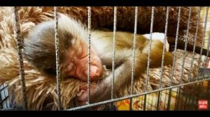 Люся ТАК СМЕШНО ложится спать, а Ангелина собралась домой и прощается со своими ПУШИСТЫМИ ДРУЗЬЯМИ!