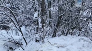 Январское утро, кормушка для птиц.