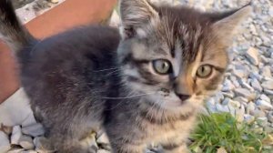 Курятник в процессе/ Огород и сад в норме / Жизнь в станице