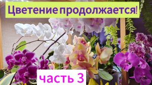 Цветение продолжается!😋🌺🪻🥰Часть 3!