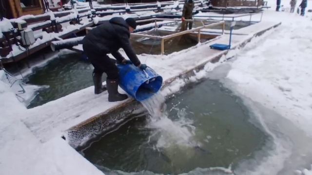 Зарыбление водоёма, поимки форели на активные и посивные снасти. смотреть онлайн